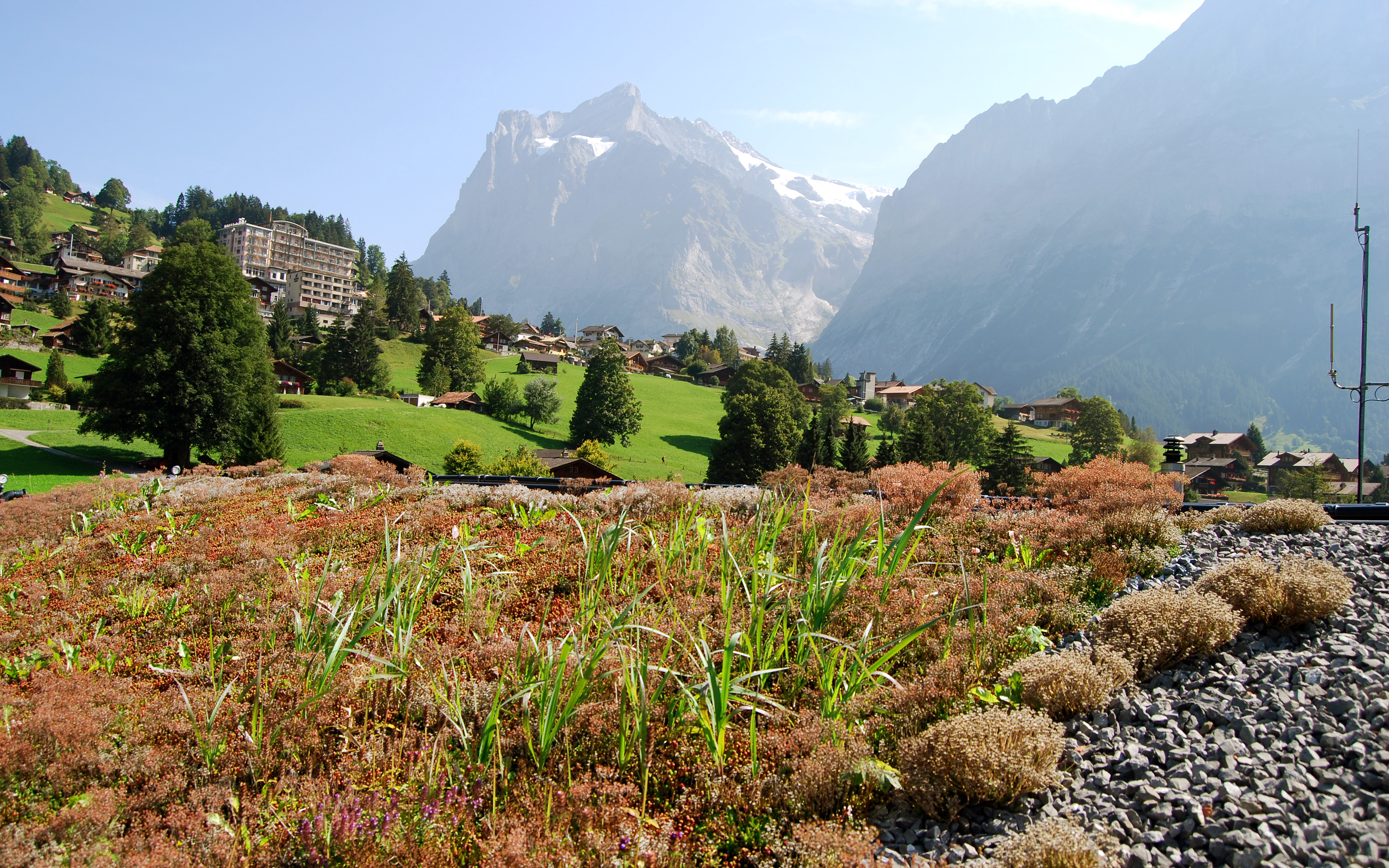 Extensive green roof